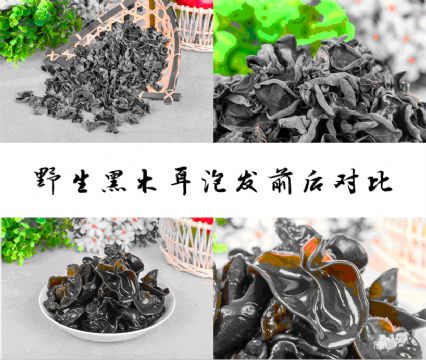 Changbai Mountain In Northeast Wild Black Fungus